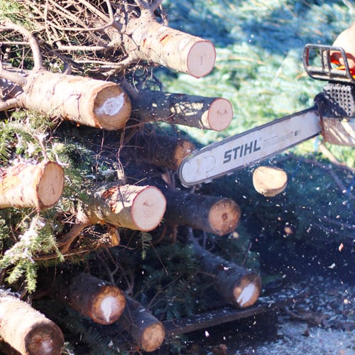 christmas tree nursery