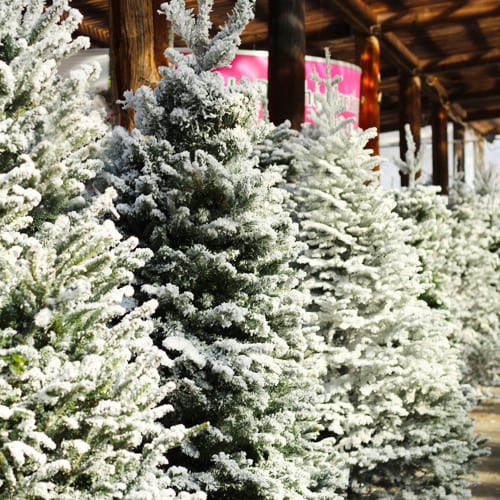 flocked christmas tree