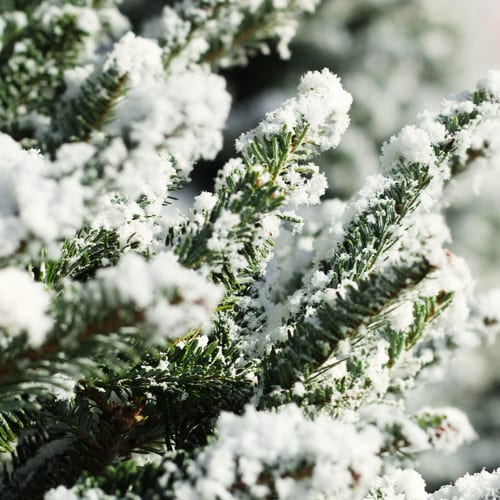 christmas trees with snow