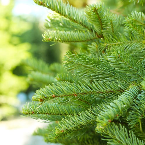 noble fir