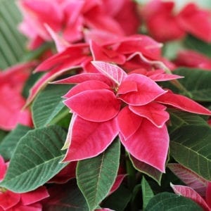 poinsettias