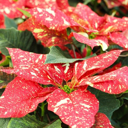 beautiful poinsettias