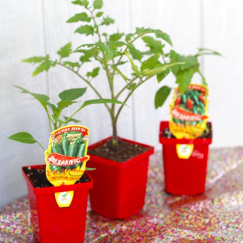 tomato plants