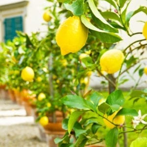 meyer lemon tree