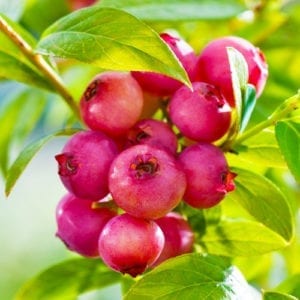 pink lemonade blueberries