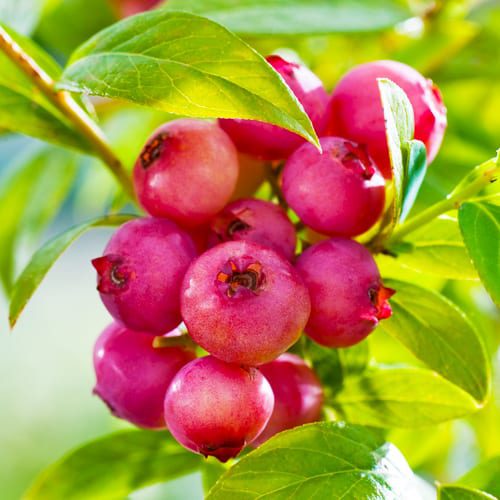 pink lemonade blueberries