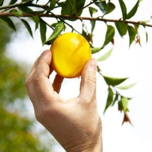 lemon