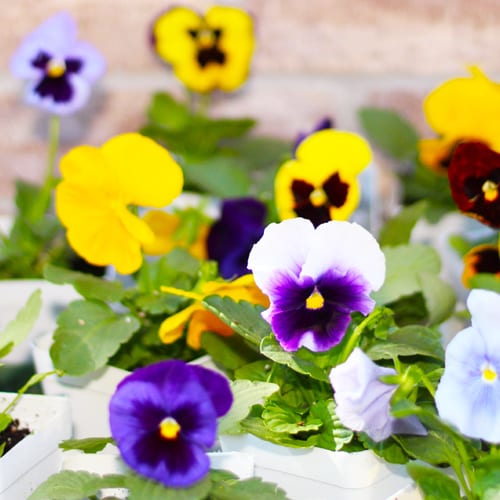 different colors of matrix pansies