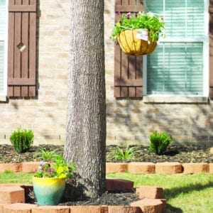 pansy in landscape