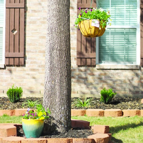 pansy plants in landscape