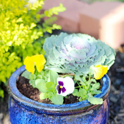 pansy and ornamental kale