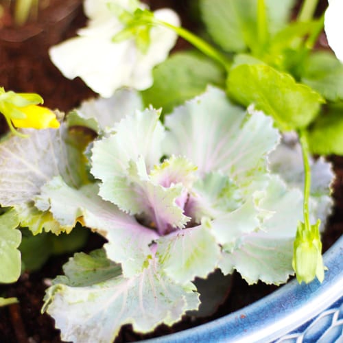 ornamental cabbage plant
