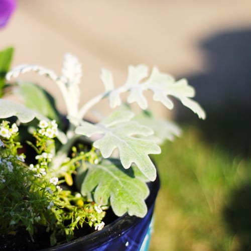 dusty miller plant