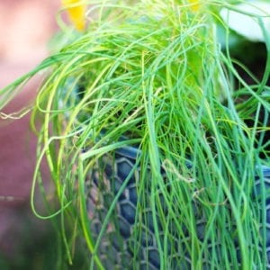 chives