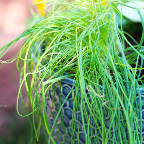 chives