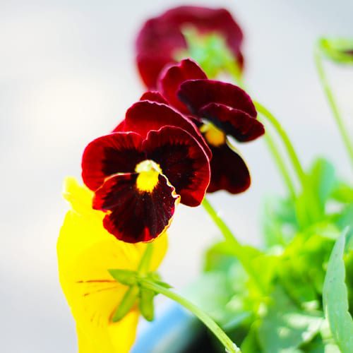 red matrix pansy