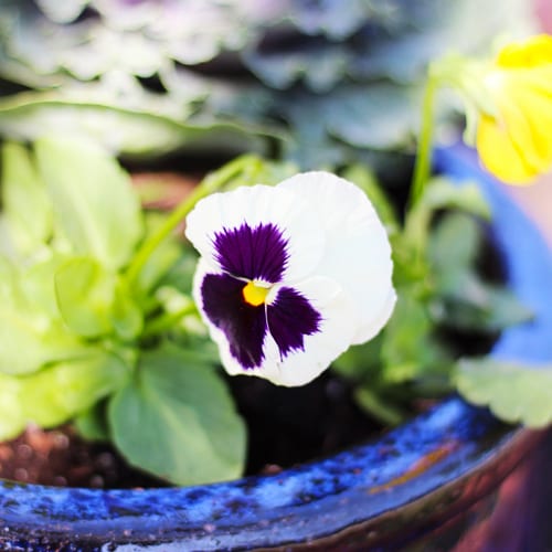 purple and white blotch pansy plant