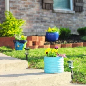 matrix pansy container gardens