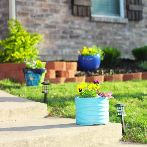 matrix pansy container gardens