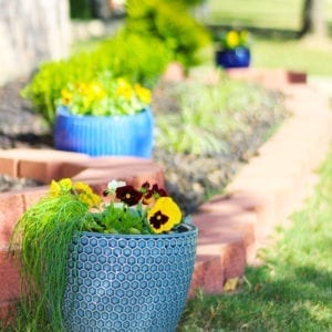 pansies and herbs