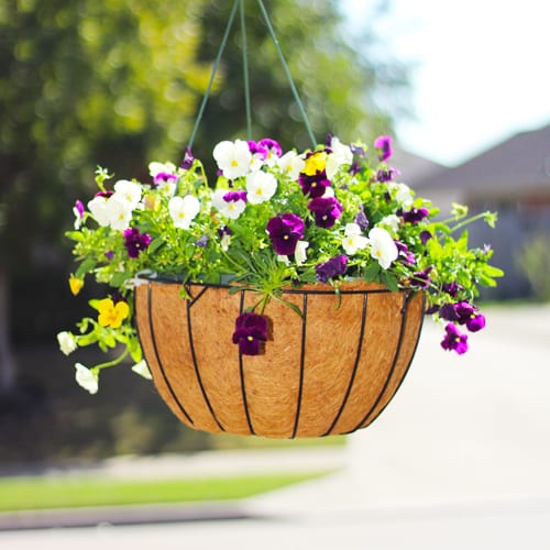 pansy hanging baskets