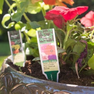 petunias
