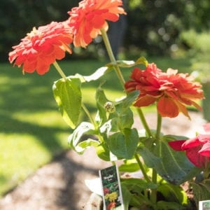 zinnia