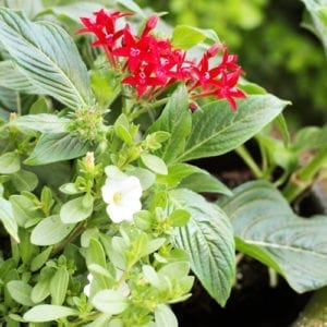 plants