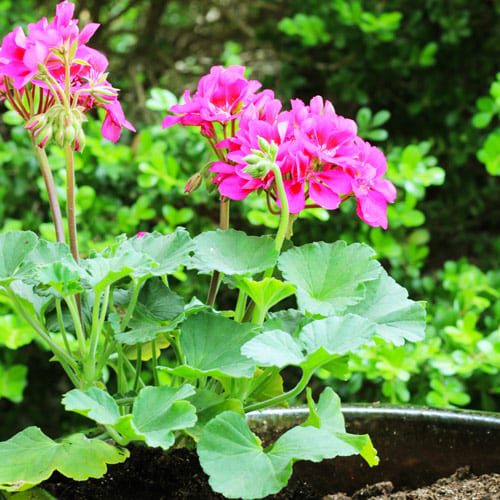 geraniums