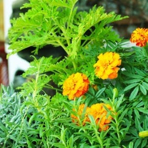 mosquito repellent plants
