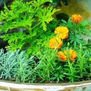 plants that repel insects
