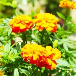 repel mosquitoes with marigolds