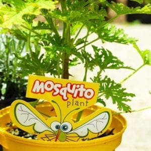 mosquito plant