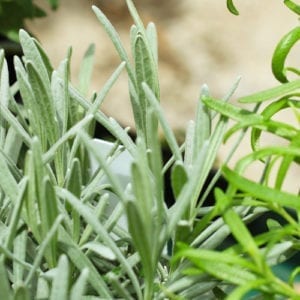 lavender plants