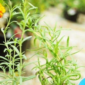 rosemary plant