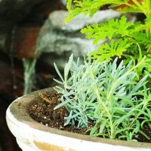 lavender plant to repel mosquitoes