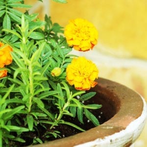 marigold plants