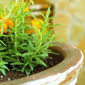 herbs that repel mosquitoes