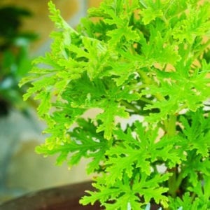 citronella plant