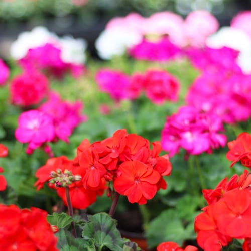 geraniums