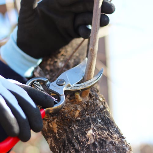 pruning a tree branch