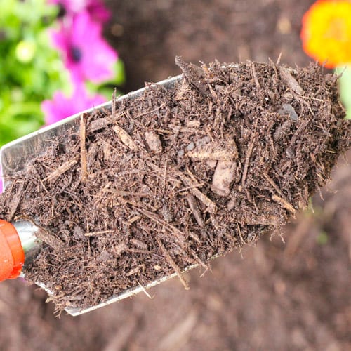 mulch in shovel