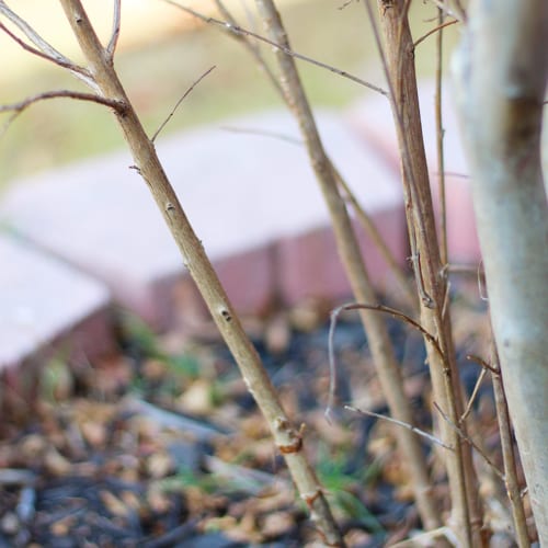 new growth at tree