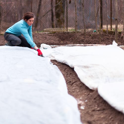 protecting plants from frost