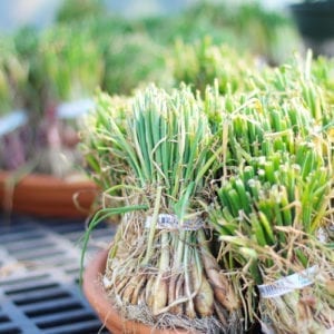 onion slips