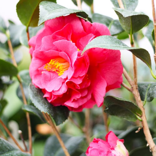 camellia