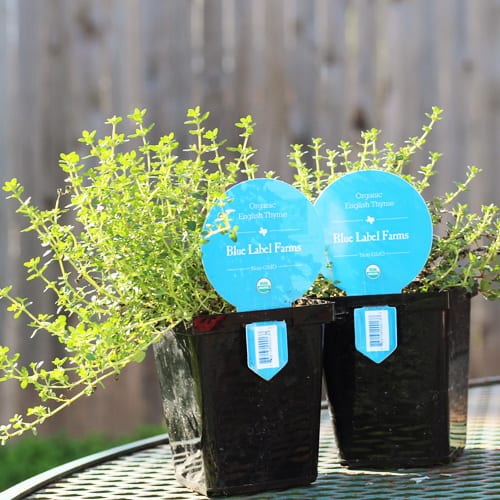 fresh herbs