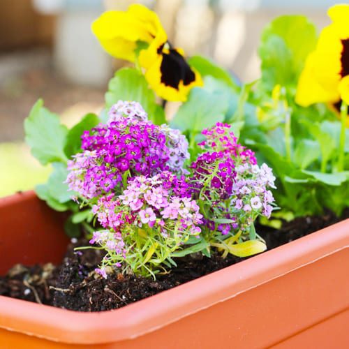 plant alyssum