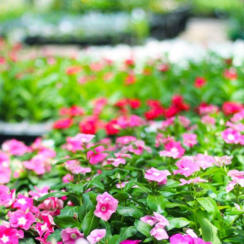 cora vinca plants
