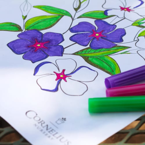 vinca - cora coloring page